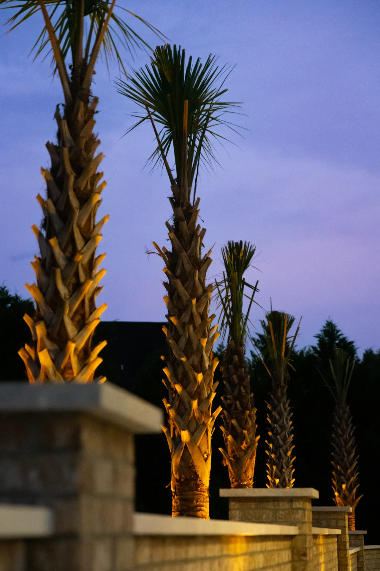 Uplit palm trees above a stone wall at dusk
